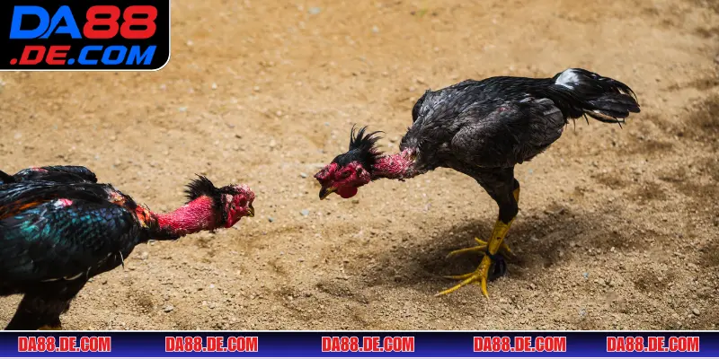 Các thuật ngữ đá gà chuyên nghiệp quan trọng