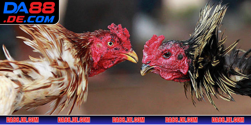 Đá gà tại DA88 - sảnh cá cược giải trí hấp dẫn đỉnh cao nhất 2025 